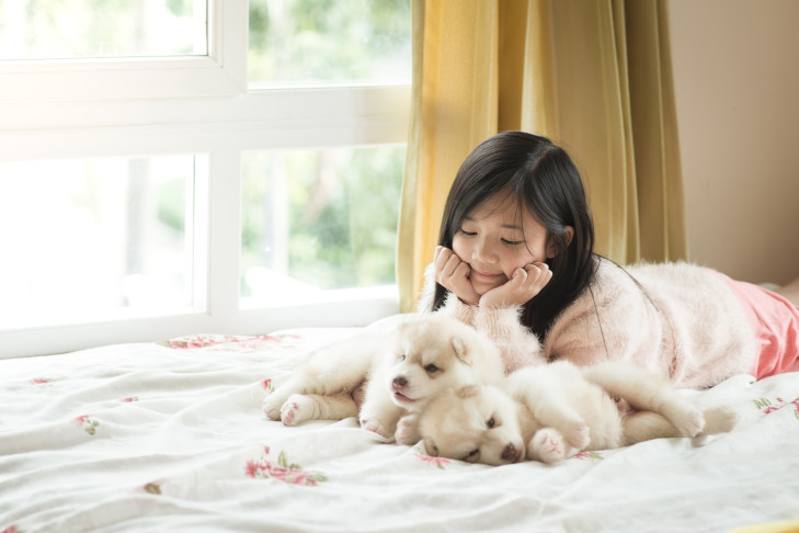 Siberian Husky puppies laying down on a bed next to a girl.