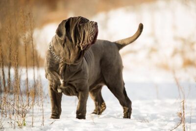 Neapolitan Mastiff standing outdoors in winter.