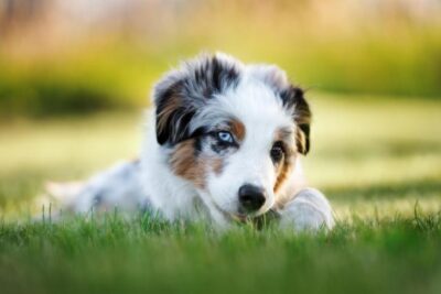 Miniature American Shepherd puppy laying in the grass chewing on a treat.