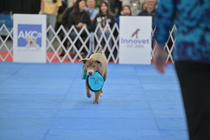 Disc Dog demonstration in the demo ring; 2024 AKC Meet the Breeds Tour in New York City at the Jacob K Javits Center, January 27-28. 
