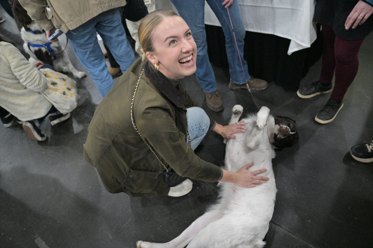 Everything You Need to Know About AKC Meet the Breeds