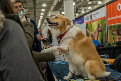 2024 AKC Meet the Breeds Tour in New York City at the Jacob K Javits Center, January 27-28.