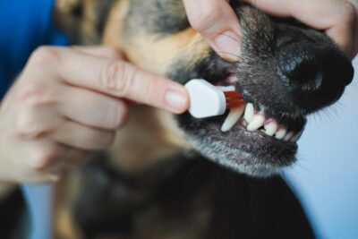 Dog getting its teeth brushed.