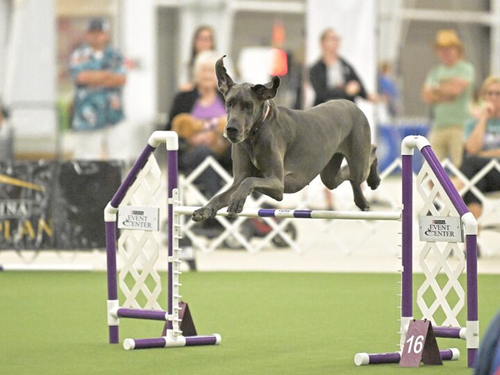 Akc Agility League