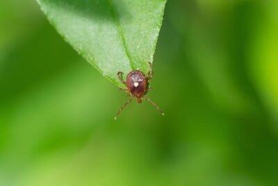 Lone Star tick on a leaf outdoors.