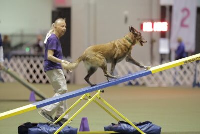 Belgian Malinois "Erina" MACH PACH3 Mpacts Erina Of The Shea ClanCD BN RAE MXS MJG MXP11 MXPC MJP13 MJPB2 PAX3 MXF T2B SWN SCA, and handler Susan Shea. 18th AKC Agility Invitational presented by YuMove, Orange County Convention Center, Orlando, FL, Dec 16-17, 2023.