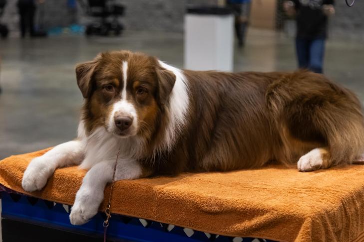 Asseio;  Campeonato Nacional AKC 2023 apresentado pela Royal Canin, 15 a 17 de dezembro, Orange County Convention Center, Orlando, FL.