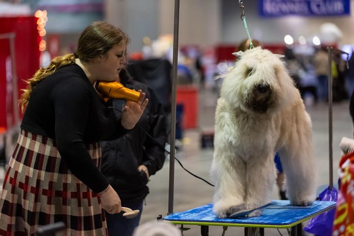 Asseio;  Campeonato Nacional AKC 2023 apresentado pela Royal Canin, 15 a 17 de dezembro, Orange County Convention Center, Orlando, FL.