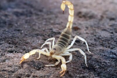 Arizona Desert Hairy scorpion in defensive position outdoors.