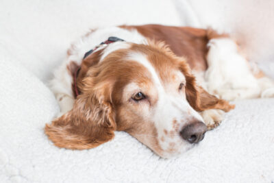 Senior Welsh Springer Spaniel laying down on a white blanket.