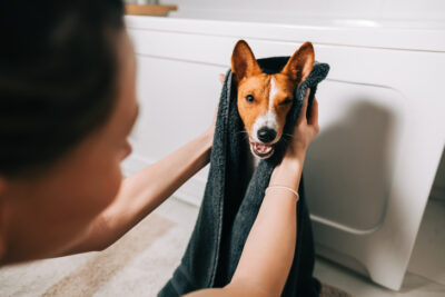 Basenji sitting in the bathroom being towel dried after a bath.