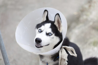 Siberian Husky wearing a cone on its head sitting outdoors.