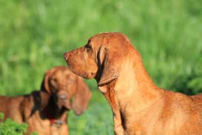 Redbone Coonhound head portrait in profile outdoors.