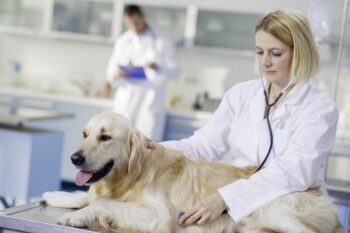 Gallery Detail: Hypoglycemia In Dogs Signs Symptoms And Treatment