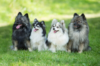 German Spitz sitting together in the grass.