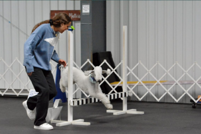 Top Bedlington Terrier 'Breitling' Excels in AKC Rally