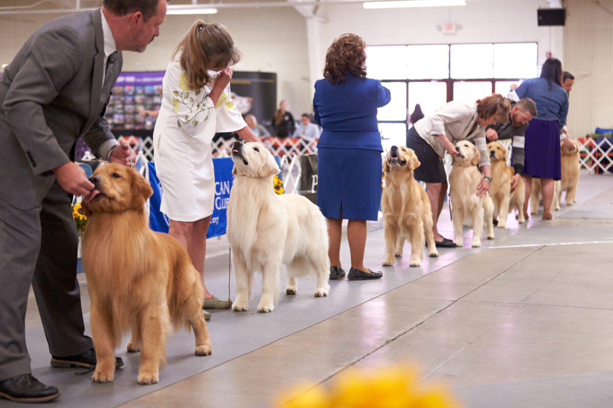 Golden Retriever DNA Tests ??? American Kennel Club