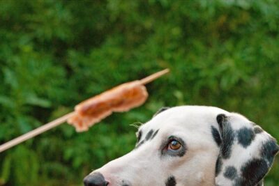 Listeria and Dogs: What to Know About the 2024 Listeria Outbreak