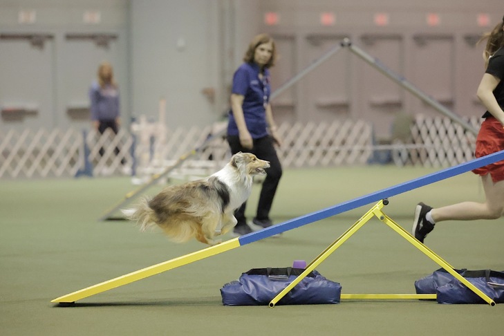 HOW TO WATCH AKC NATIONAL CHAMPIONSHIP 2025 visual data 8