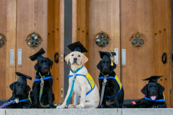 How Do Puppies Minds Develop? The Science Behind Puppy Cognition