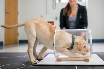Stunning Puppy Assessment For Chocolate Cognition image