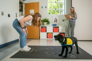 View of How Do Puppies Minds Develop? The Science Behind Puppy Cognition