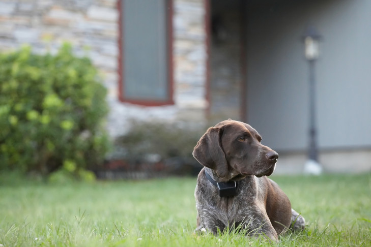 German Shorthaired Pointer laying down in the yard.