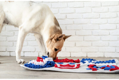cute mixed breed dog playing on soft washable snuffle rag rug for hiding dried treats for dogs nose work on white background, front view. Intellectual games with pet.