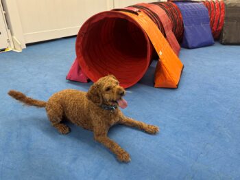 Get a Start Line Stay that Works – American Kennel Club 10 Get a Start Line Stay that Works – American Kennel Club