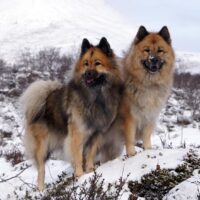 Eurasiers standing in the mountains.