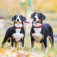 Entlebucher Mountain Dogs on leash standing in the park.
