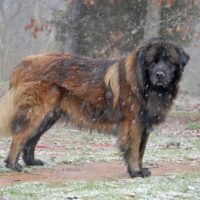 Estrela Mountain Dog standing in the snow.