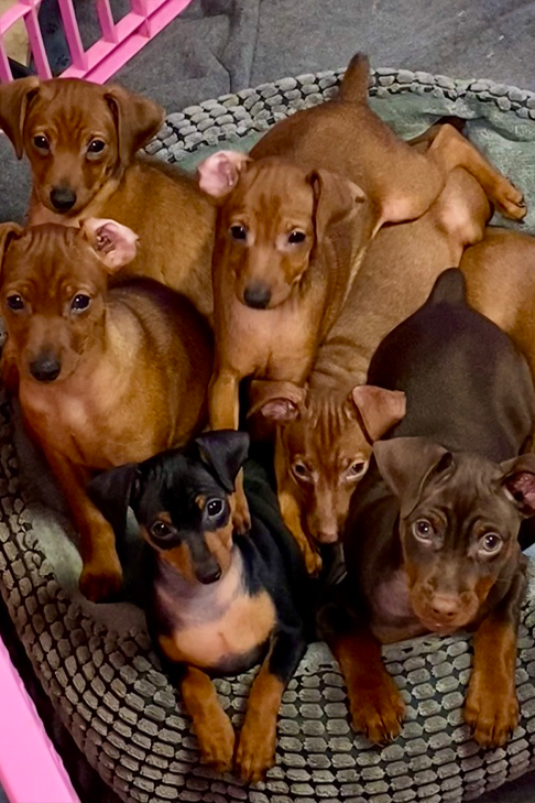 linda-grems-min-pins-3.png