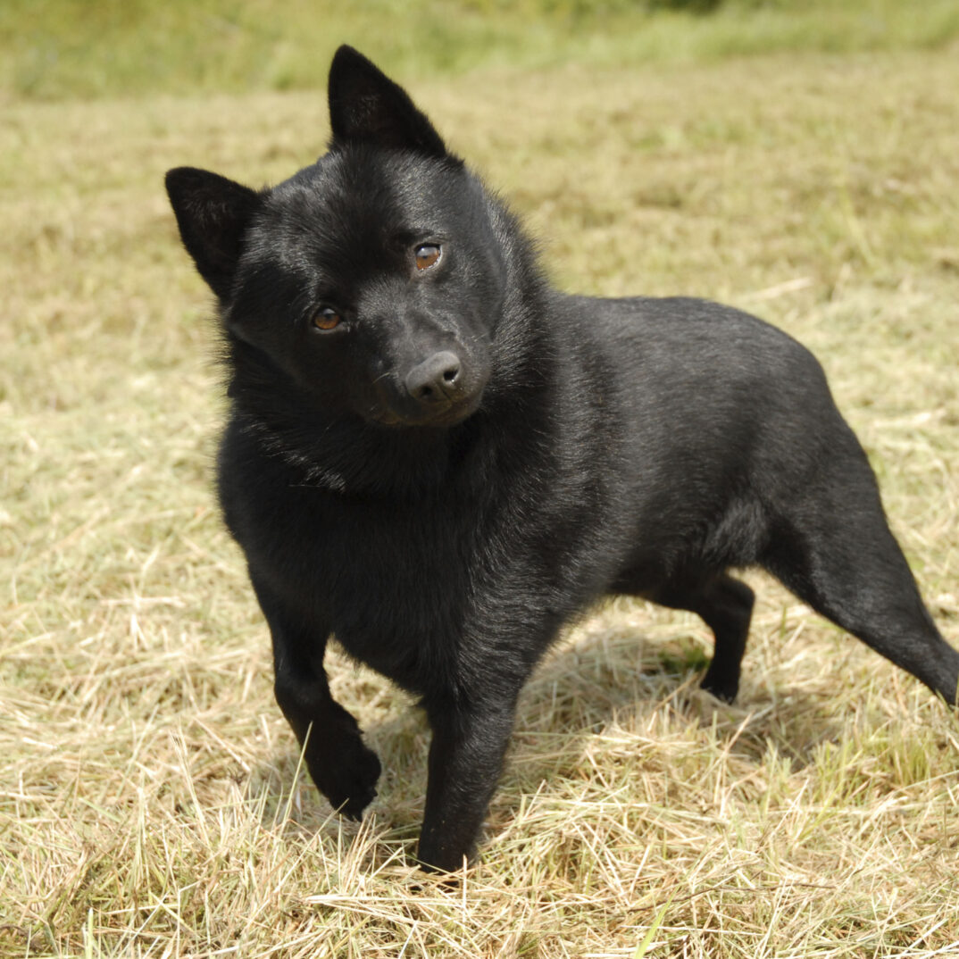 AKC Rescue Network S Breeds – American Kennel Club