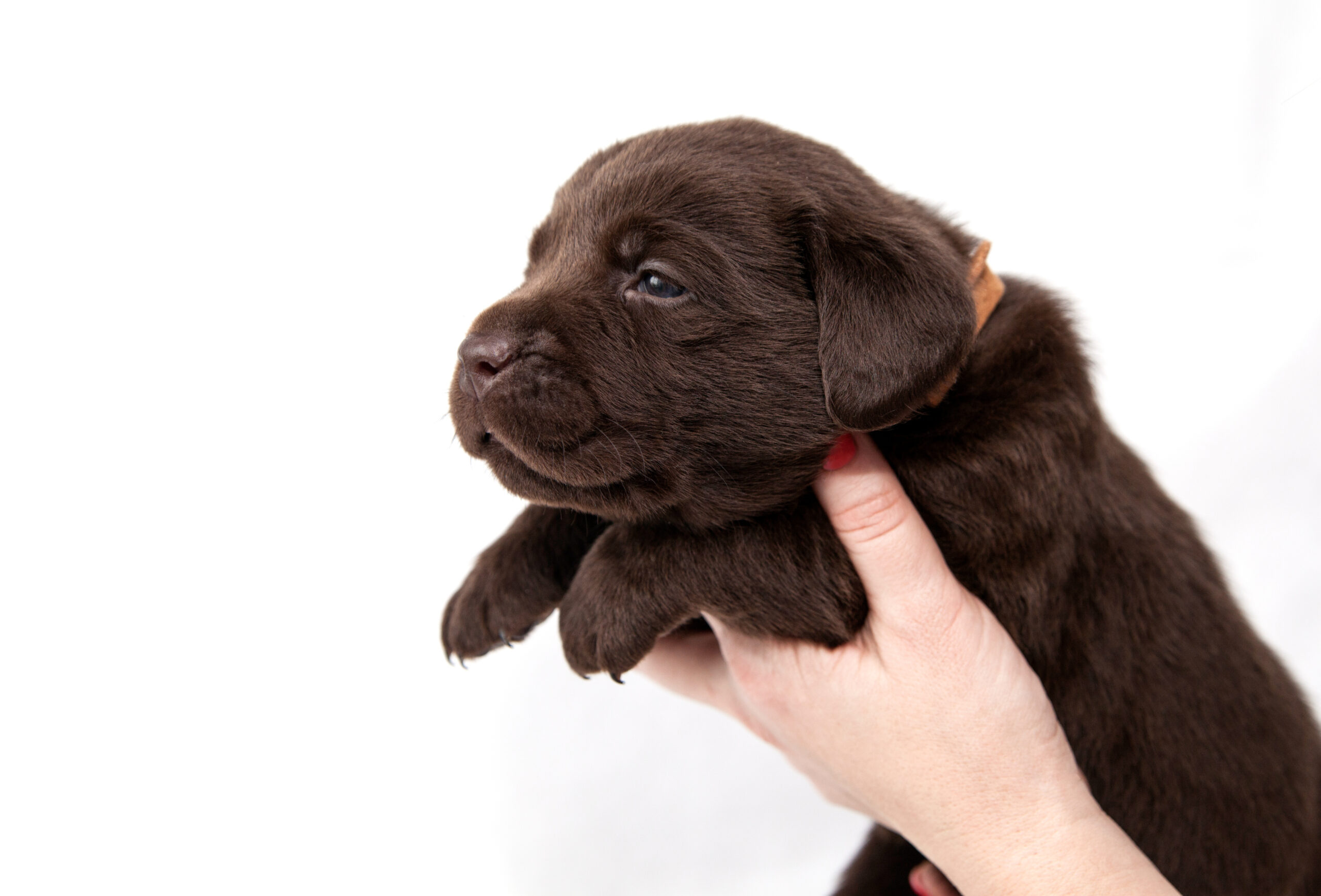 Beautiful view of Puppy Assessment For Chocolate Cognition