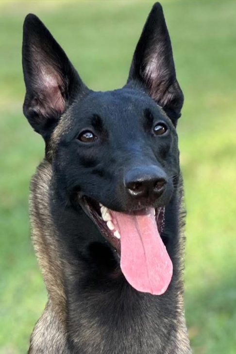 national belgian malinois day