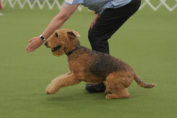 Tanner the Airedale Terrier and Anita Smits, competing at an obedience trial.