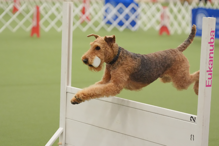 Tanner the Airedale Terrier jumps over a hurdle during an obedience trail.
