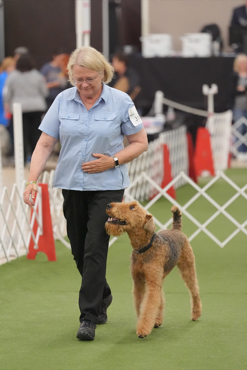 Anita Smits and Tanner the Airedale Terrier competing in obedience.