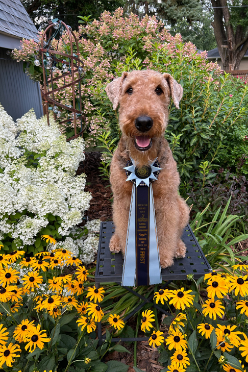 Tanner the Airedale Terrier sits and poses in the garden with an obedience ribbon.