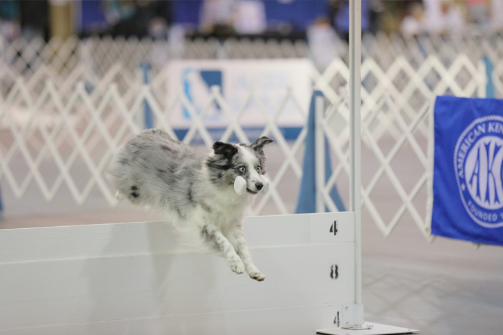 oldest-dog-noc-2024-bounce.png