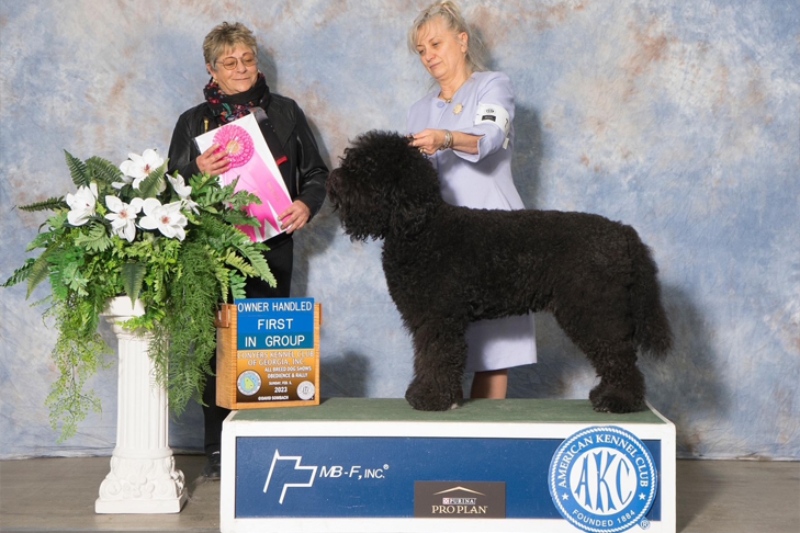 Meet Barbet Breeder Eva Gellert of Chateau Barbets