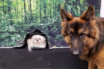 'Lucy' the Shih Tzu and 'Shiloh' during tricks training