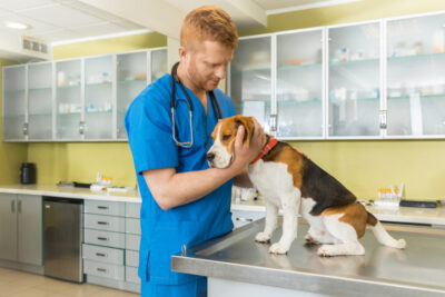 Veterinarian examining a Beagle at the clinic.