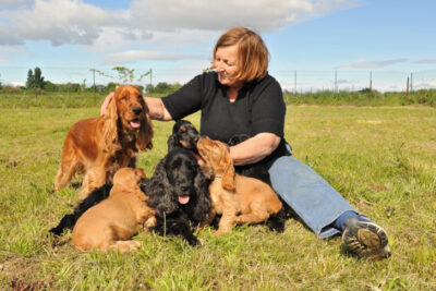 English Cocker Spaniels and litter of puppies sitting with a woman outdoors.