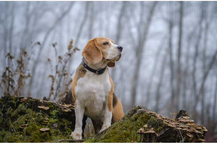Beagle off leash exploring the forest.