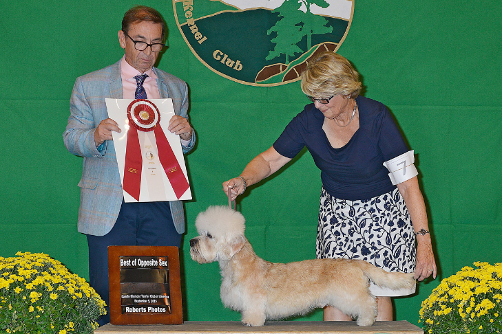 Meet Dandie Dinmont Terrier Breeder Betty-Anne Stenmark of King's Mtn. Dandies