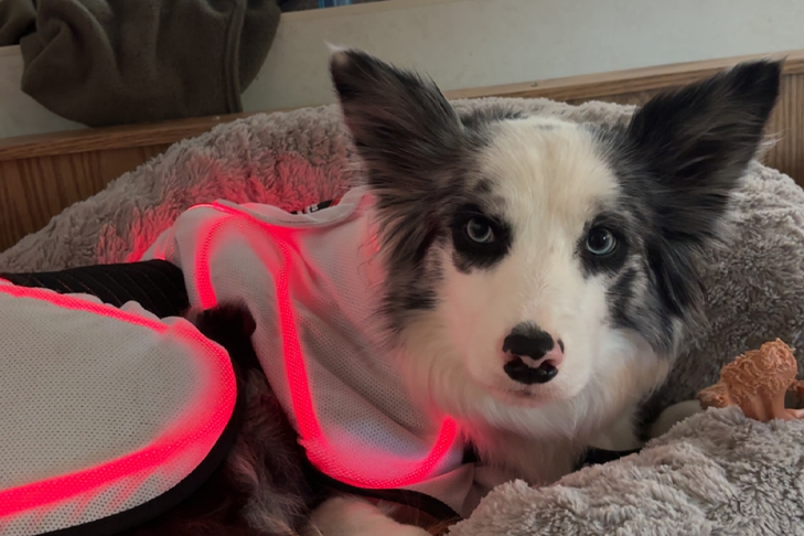 Macee Aumack and 'Riddle' Take the AKC UpDog Invitational