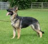 young-german-shepherd-female-5214aeb8c7b7c.JPG