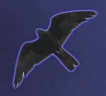 Branwen